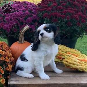 Lucky, Cavalier King Charles Spaniel Puppy